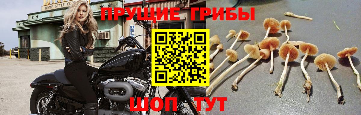 Ртищево  Псилоцибиновые грибы MAGIC MUSHROOMS  Вход с VPN 